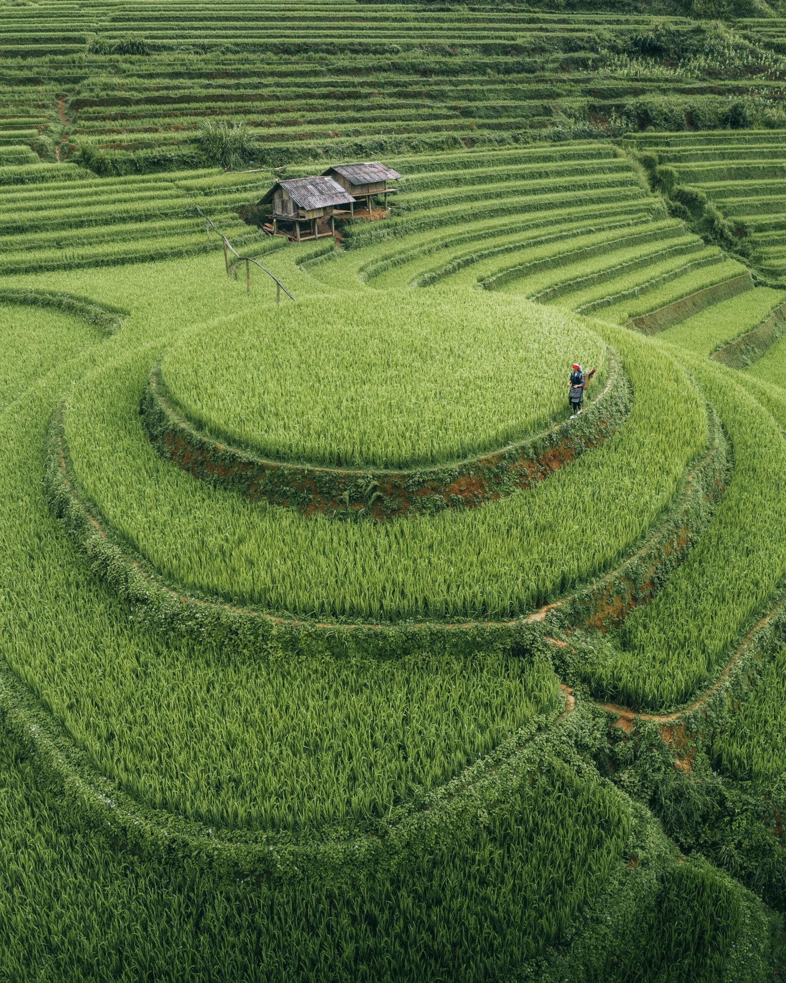Drone shot of the rice fields in Mu Cang Chai, Vietnam